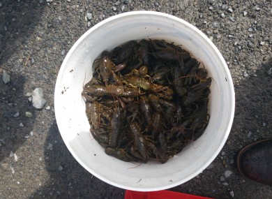 Part of the haul of over 300 illegally caught white-clawed crayfish seized by the NPWS.