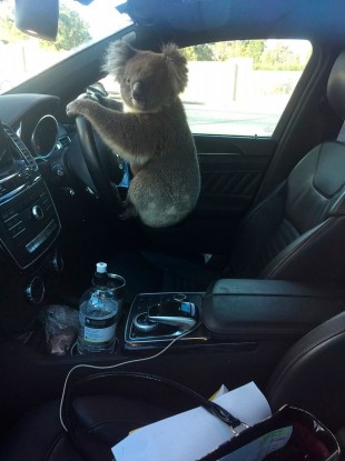 The koala pictured after the incident