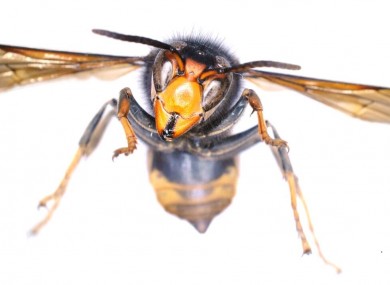The Asian hornet specimen