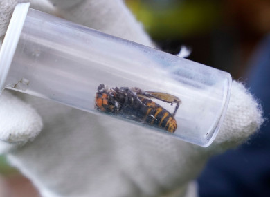 A Washington State Department of Agriculture worker displays an Asian giant hornet taken from a nest