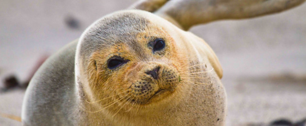 Harbour seal on beach