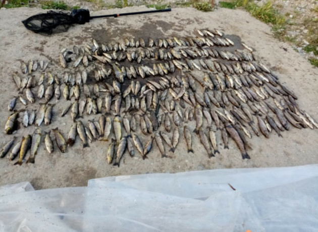 'It's baffling': Anglers criticise watchdog over 24-hour-wait to sample scene of major fish kill