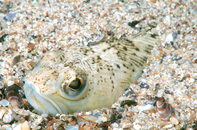 Woman burns hands trying to remove poison after sting from venomous fish in Co Donegal