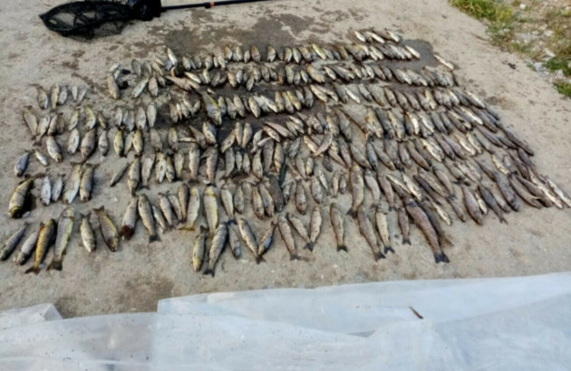 Dairy plant says it is 'not connected' to major Cork fish kill after EPA wastewater report