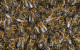 Woman (70s) dies after being stung by bees in Co Mayo