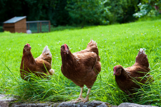 Sorry! Image not available at this time