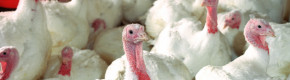 Third bird flu outbreak confirmed on commercial turkey farm in less than a week