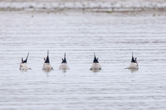 Sorry! Image not available at this time