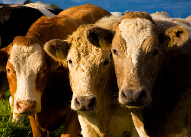 Sorry! Image not available at this time