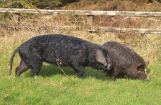 Anger as two potbellied pigs euthanised by NI officials were left in Armagh woodland