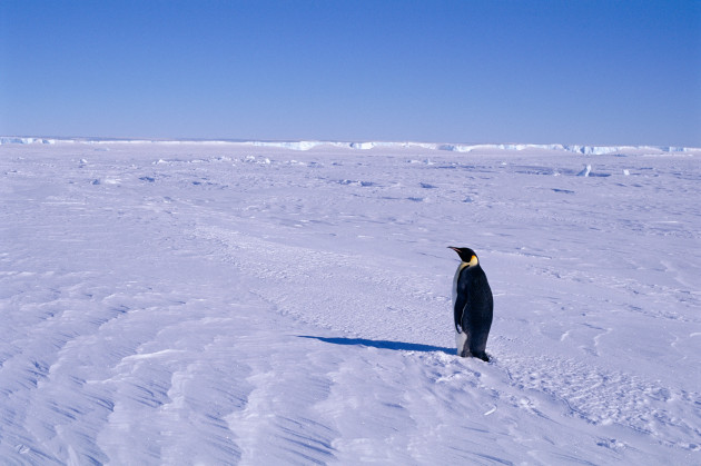 Emperor penguins declared endangered species