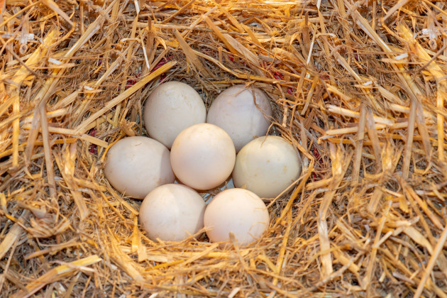 The 5 at 5: Wednesday