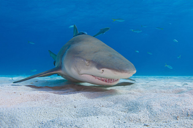Quiz: How much do you know about sharks?