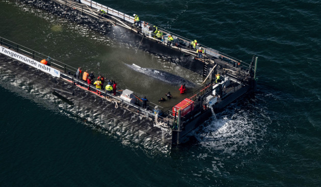 Stranded humpback whale 'Timmy' sets off in barge as Germany attempts last-ditch rescue effort