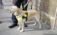 Taxi driver ordered to pay €12k to blind couple after refusing to take guide dog in his cab