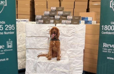 Detector dog Kobe helps with seizure of 8 million cigarettes worth around €7.7m at Dublin Port