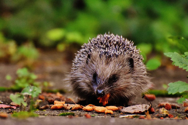 If you see a hedgehog you should report it to the authorities