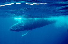 World’s oceans record hottest June as EU warns El Niño may bring further heat