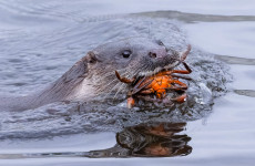 Photographers behind pictures of Ireland's coast and waterways honoured in Dublin