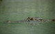 Israel reclassifies crocodiles so they can be used to deter prison escapes 
