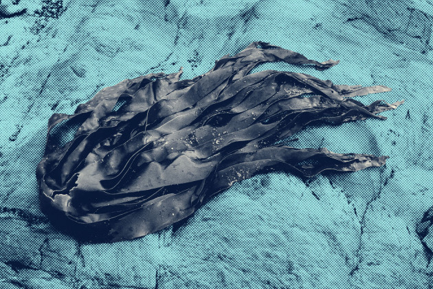 Who's behind the seaweed harvesting applications covering over 14,000 hectares of Ireland's coastline?
